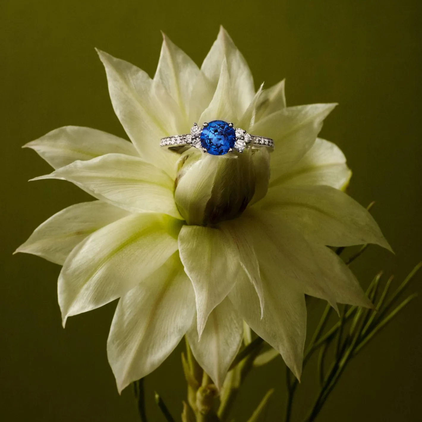 Bague Baby EverBloom 6 mm Pavée^GEMMYO Clearance